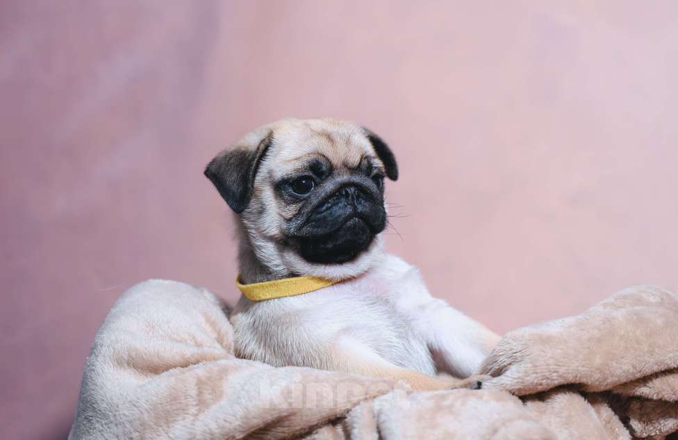 Собаки в Москве: Мальчик  Мальчик, 70 000 руб. - фото 2