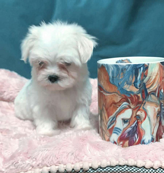 Щенки мальтезе