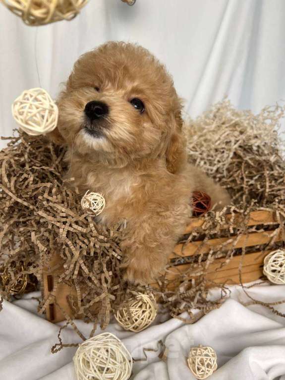 Собаки в Москве: Мальтипу щенки Мальчик, 100 000 руб. - фото 2