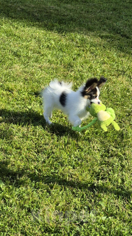 Собаки в Москве: Щенок папийона ( девочка) Девочка, Бесплатно - фото 6