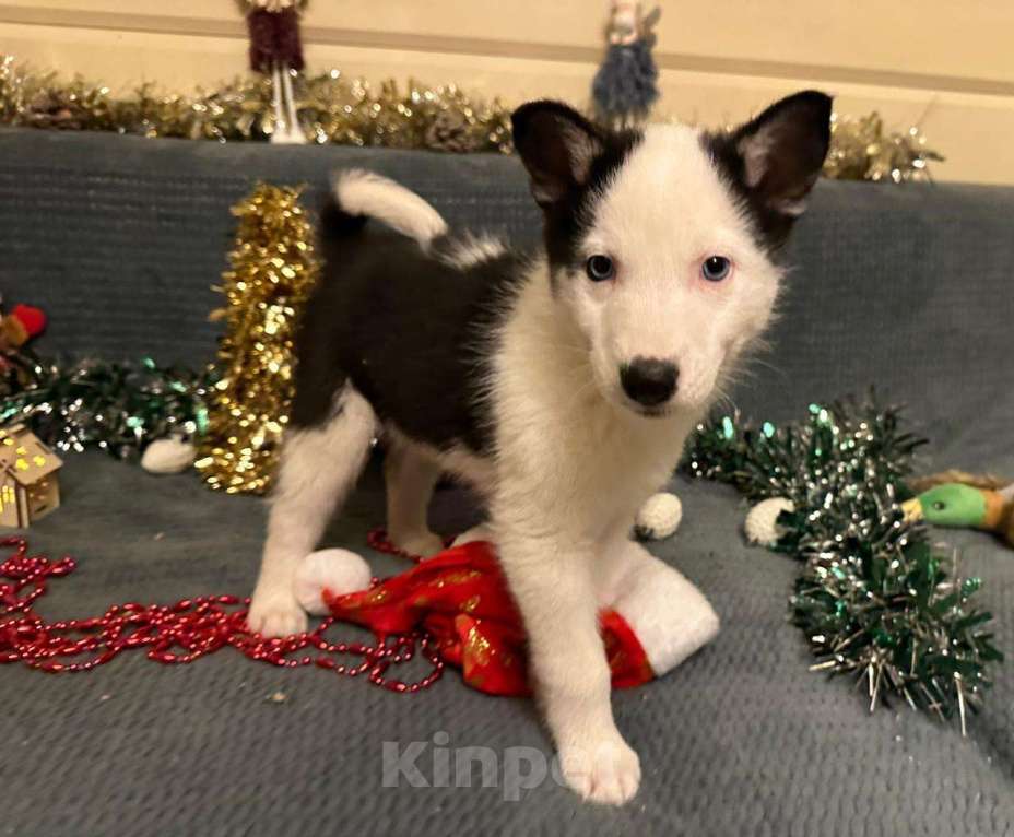 Собаки в Лосином-Петровском: Орфей якутята ппбж Мальчик, Бесплатно - фото 2