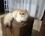 Кошки в Новосибирске: Золотая шиншилла в добрые руки! Девочка, Бесплатно - фото 2