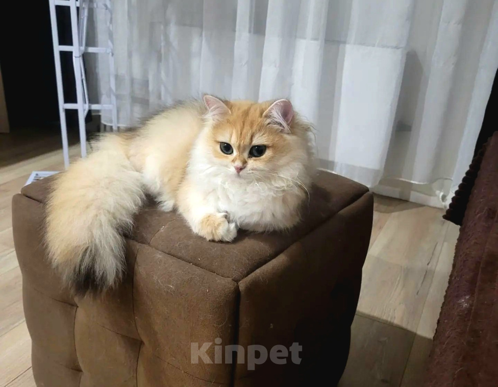 Кошки в Новосибирске: Золотая шиншилла в добрые руки! Девочка, Бесплатно - фото 2