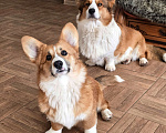 Собаки в Люберцах: Рыжий корги Девочка, Бесплатно - фото 1