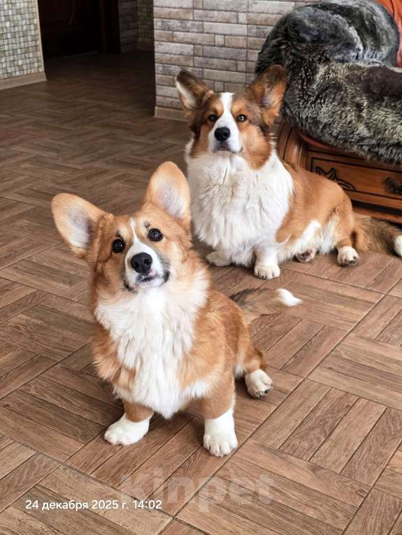 Собаки в Люберцах: Рыжий корги Девочка, Бесплатно - фото 1