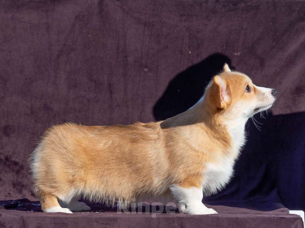 Собаки в Новосибирске: Щенок вельш корги пемброк Девочка, Бесплатно - фото 6