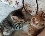 Кошки в Москве: Котенок в добрые руки Мальчик, Бесплатно - фото 7