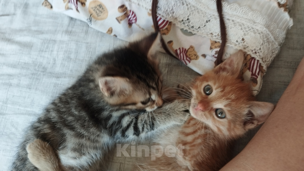 Кошки в Москве: Котенок в добрые руки Мальчик, Бесплатно - фото 7