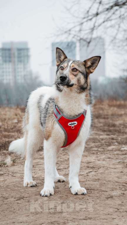 Собаки в Москве: Лайма - бывшедомашняя ласковая красавица из приюта в добрые руки  Девочка, Бесплатно - фото 5