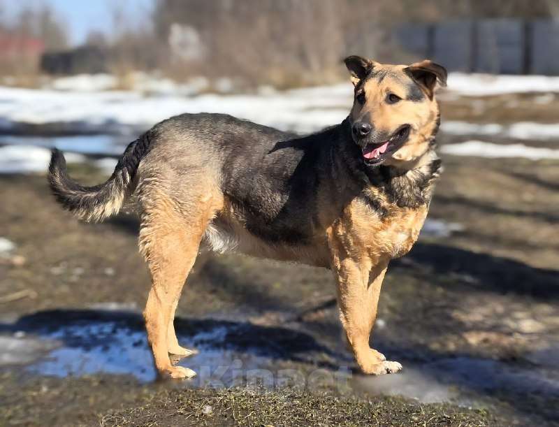 Собаки в Королеве: Очаровательный красавец Дилан разыскивает своего человека! Мальчик, Бесплатно - фото 7