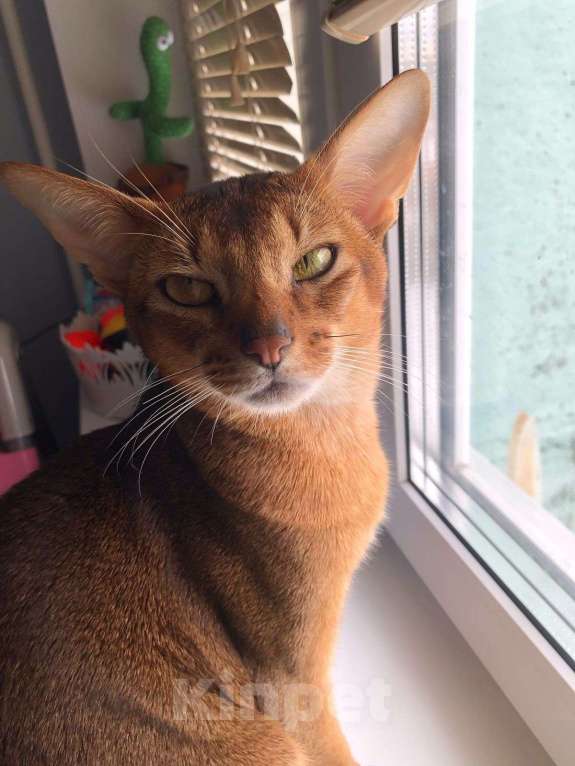 Кошки в Москве: Абиссинские котята ( свободен 1 мальчик) Мальчик, 20 000 руб. - фото 6