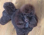 Собаки в Воронеже: Вязка с  коричневым миниатюрным (29см) пуделем Мальчик, 20 000 руб. - фото 1