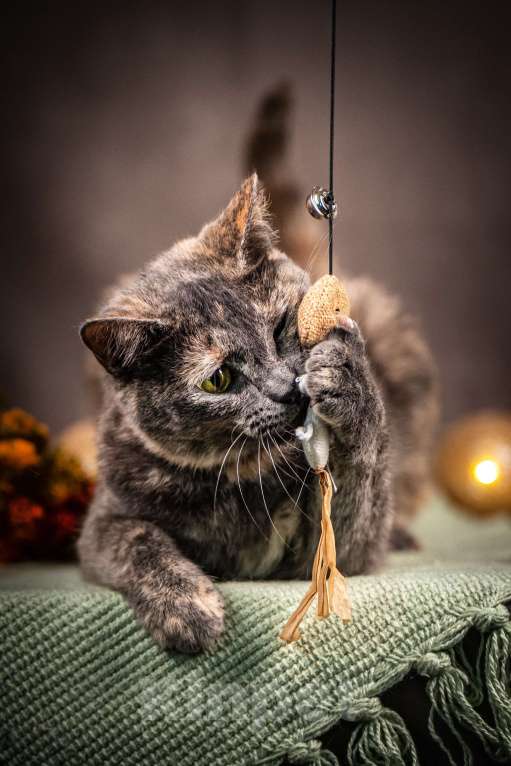 Кошки в Клине: Ася — красавица с редким окрасом Девочка, Бесплатно - фото 3