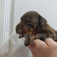 Собаки в других городах Московской области: Щенки добермана  Мальчик, 65 000 руб. - фото 1