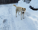 Собаки в Ореховом-Зуево: Найдена собака Мальчик, 5 руб. - фото 3