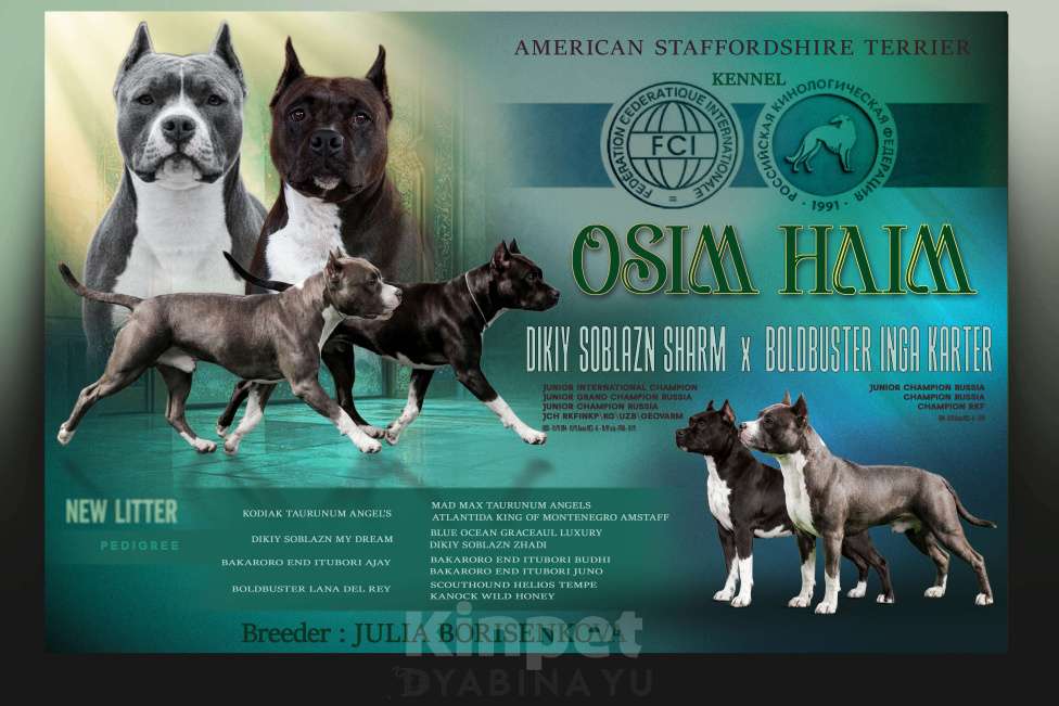 Собаки в Москве: Шикарный голубой мальчик Мальчик, 120 000 руб. - фото 4