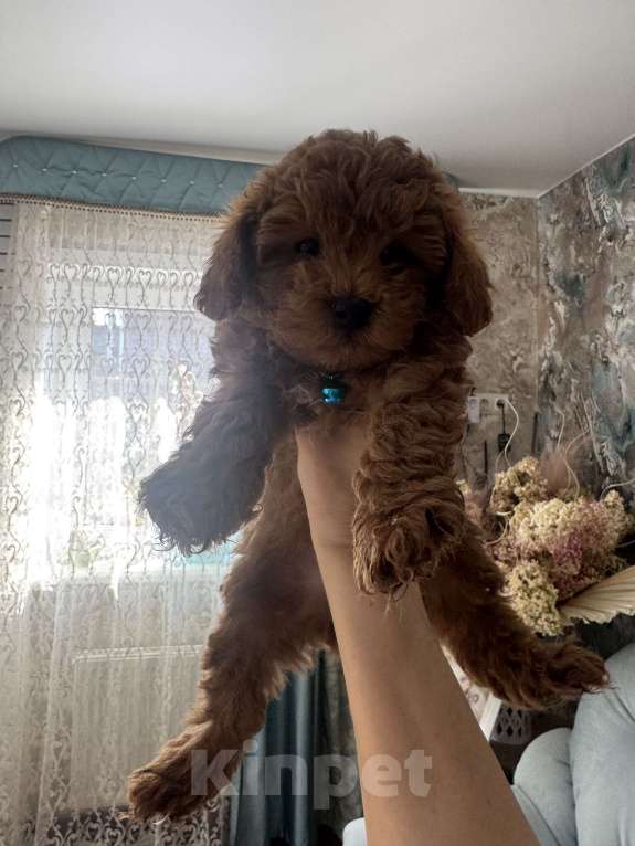 Собаки в Москве: То пудель мальчик 💙 Мальчик, 60 000 руб. - фото 1