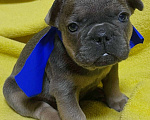 Собаки в Нижнем Новгороде: 6 щенков французского бульдога Мальчик, 30 000 руб. - фото 2