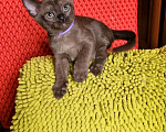 Кошки в Санкт-Петербурге: Бурманские котята Девочка, 50 000 руб. - фото 3