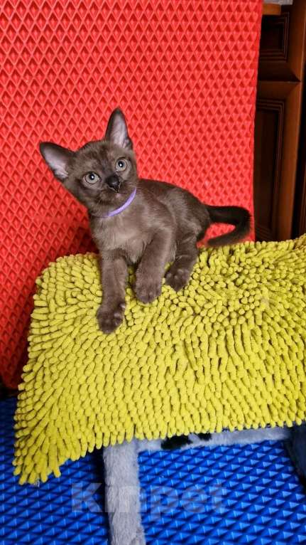 Кошки в Санкт-Петербурге: Бурманские котята Девочка, 50 000 руб. - фото 3