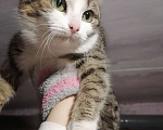 Кошки в Омске: Котенок в добрые руки  Девочка, 1 руб. - фото 4