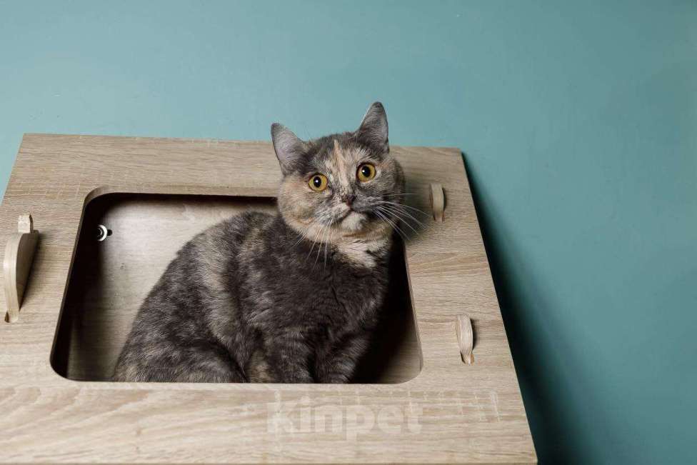 Кошки в Мытищах: Ласковая Василиса  Девочка, Бесплатно - фото 5