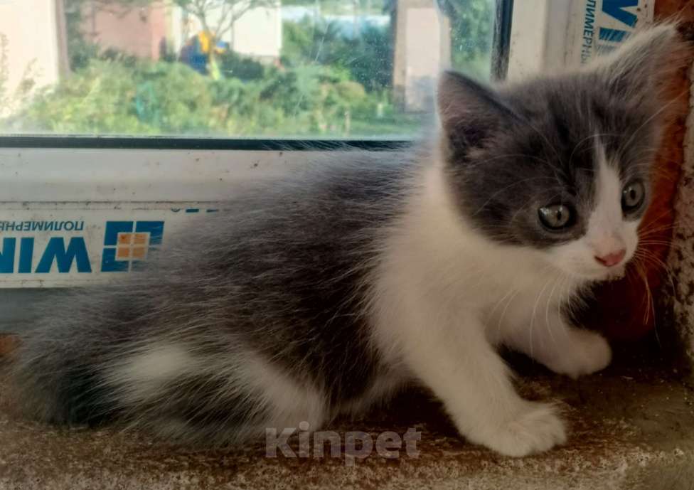 Кошки в Туле: Сладкий мальчик в добрые ручки Мальчик, Бесплатно - фото 3