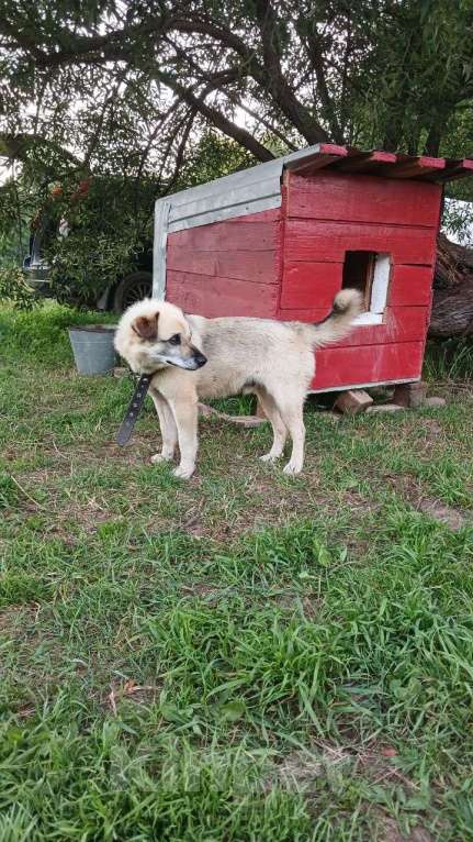 Собаки в Иваново: ПОЖАЛУЙСТА  МАКСИМАЛЬНЫЙ  РЕПОСТ! ПРОПАЛА СОБАКА! Мальчик, Бесплатно - фото 2