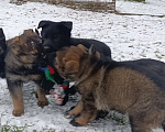 Собаки в Москве: щенки немецкой овчарки  Девочка, 50 000 руб. - фото 7