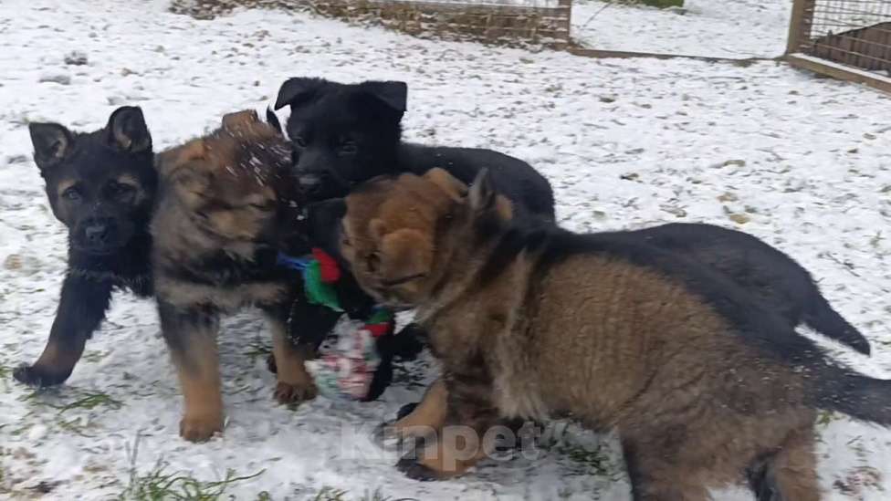 Собаки в Москве: щенки немецкой овчарки  Девочка, 50 000 руб. - фото 7