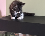 Кошки в Черноголовке: Мейн-кун девочка с родословной (Tuxedo) Девочка, 27 500 руб. - фото 3