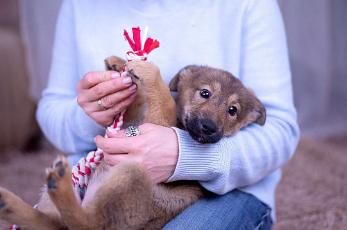 Объявление: Коко - щенок в поисках дома, Бесплатно, Ногинск