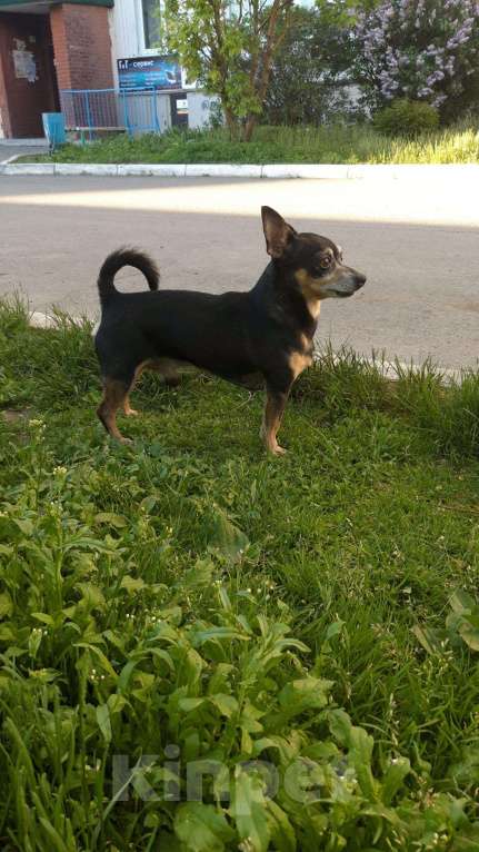 Собаки в Бийске: Той-терьер, Бесплатно - фото 1