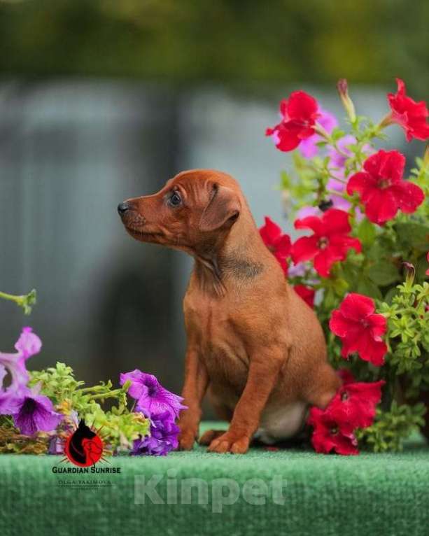 Собаки в Краснодаре: Щенок Цвергпинчера, 20 000 руб. - фото 1