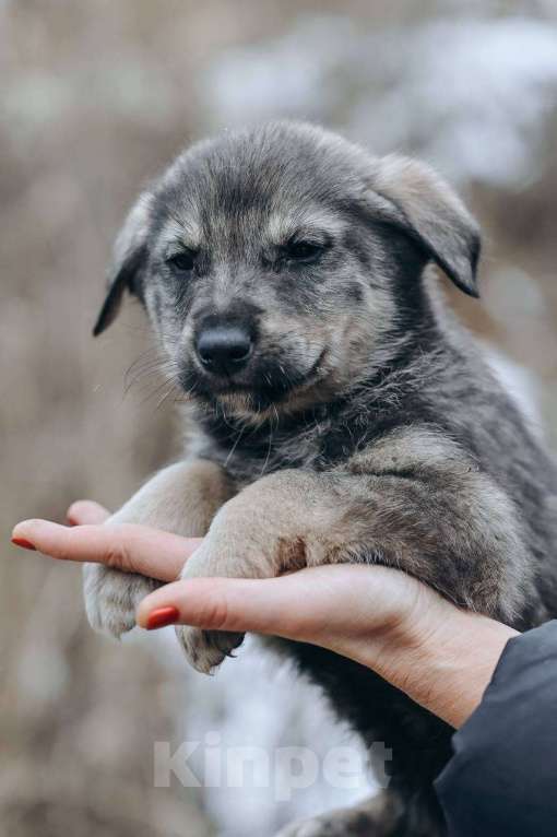 Собаки в Москве: Сэмуэль (Сэм) Мальчик, Бесплатно - фото 8