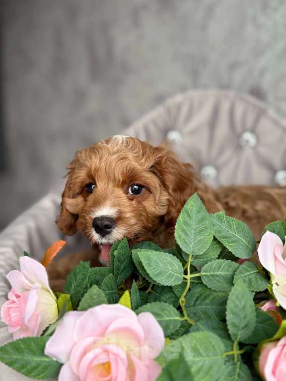 Собаки в Москве: Кавапу щенок Мальчик, Бесплатно - фото 5