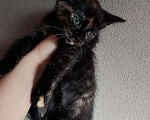 Кошки в Котельнике: Трехцветный котенок Девочка, Бесплатно - фото 2