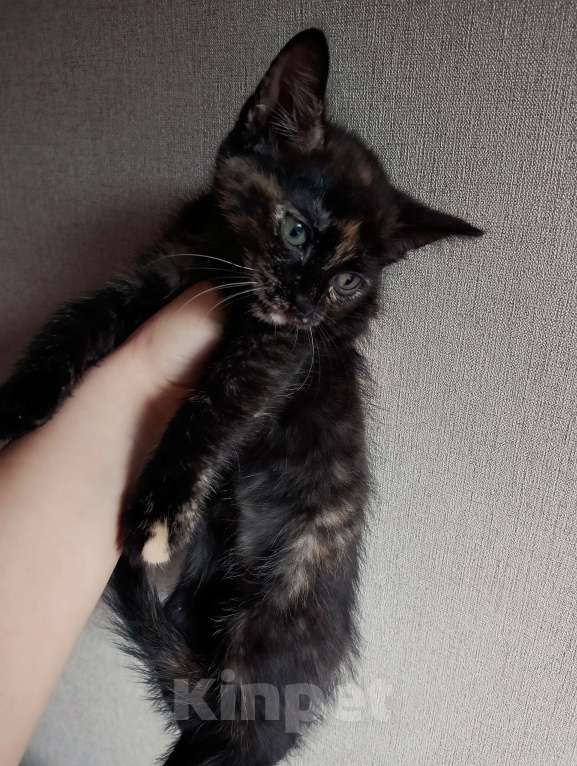 Кошки в Котельнике: Трехцветный котенок Девочка, Бесплатно - фото 2