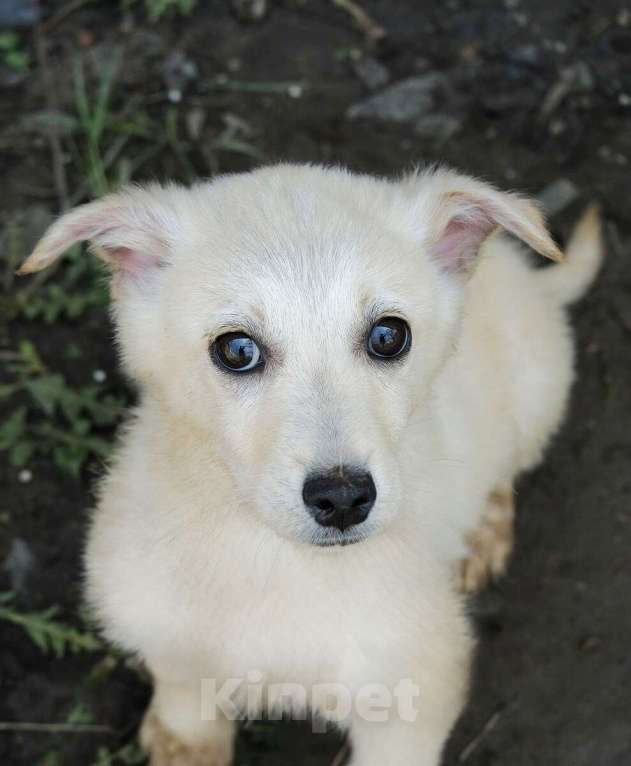 Собаки в Москве: Белый щенок коротколапик Зефирчик в добрые руки Мальчик, 1 руб. - фото 3