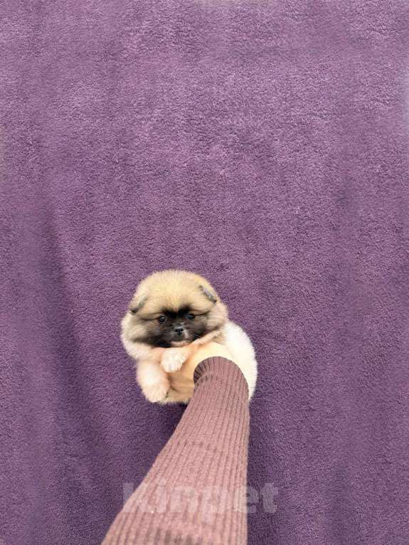 Собаки в Москве: Красивая девочка Девочка, 25 000 руб. - фото 1