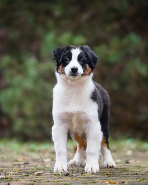 Собаки в Звенигороде: Щенки австралийской овчарки  Девочка, 50 000 руб. - фото 7