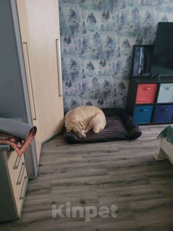 Собаки в Королеве: Пес в добрые руки Мальчик, Бесплатно - фото 3