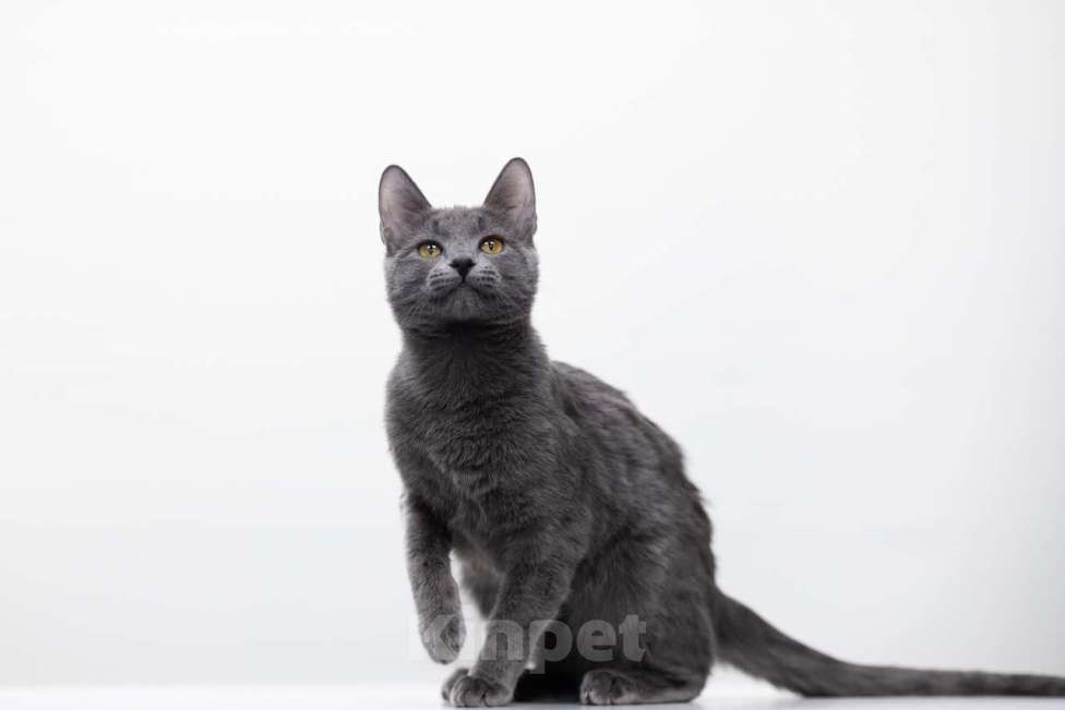 Кошки в Москве: Алекса Девочка, Бесплатно - фото 4