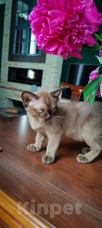 Кошки в Москве: Брутальный бурманскрй мальчик Мальчик, Бесплатно - фото 6