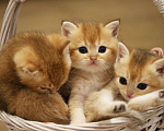 Кошки в Краснодаре: Британские котята золотая шиншилла NY 11 Девочка, 30 000 руб. - фото 2