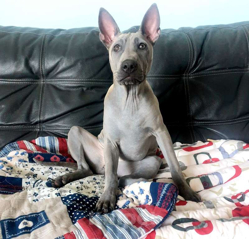 Собаки в Санкт-Петербурге: Щенок _ риджбек Девочка, Бесплатно - фото 9