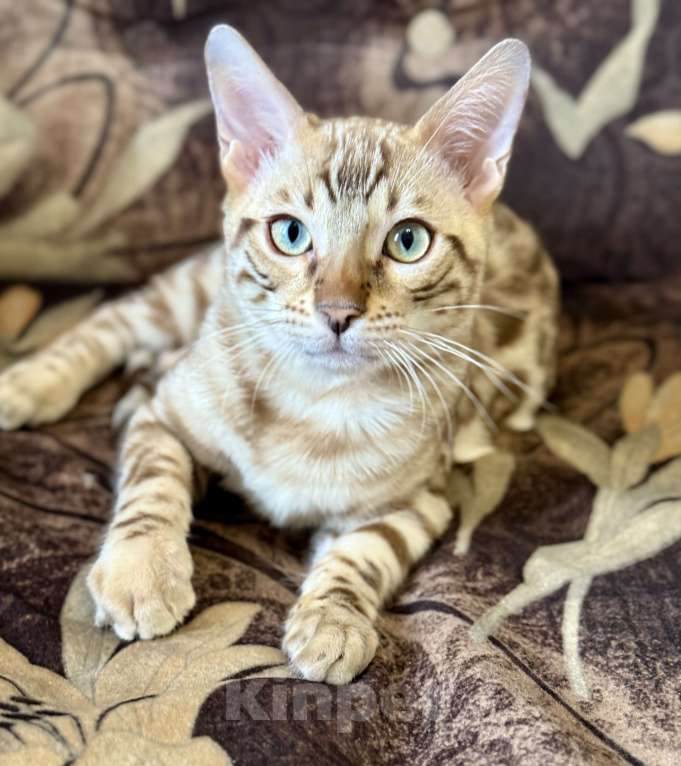 Кошки в Челябинске: Бенгальский котенок Мальчик, 35 000 руб. - фото 3