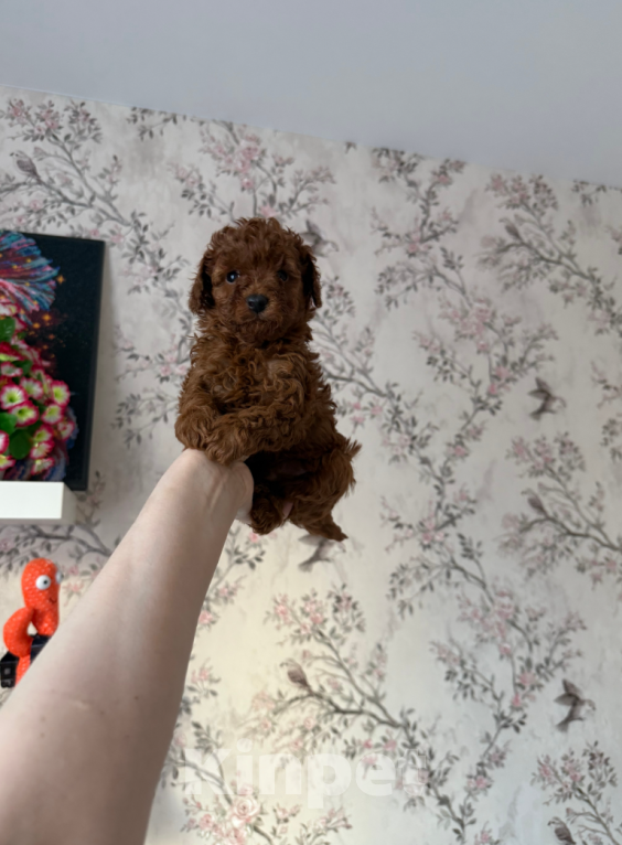 Собаки в Москве: Мальчик ред браун Мальчик, 55 000 руб. - фото 1