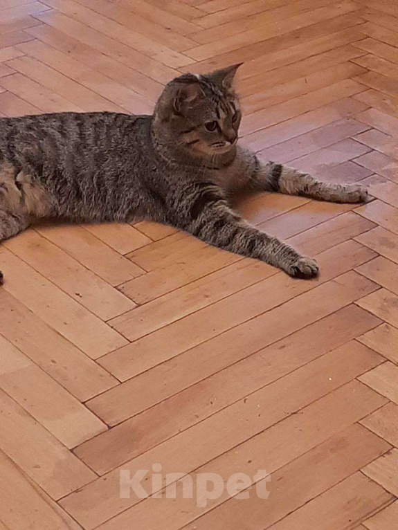 Кошки в Москве: Кошечке Марфе нужен дом Девочка, Бесплатно - фото 4