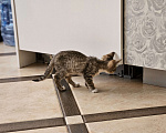 Кошки в Краснодаре: Ищем хозяев Девочка, Бесплатно - фото 1